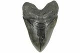 Serrated, Fossil Megalodon Tooth - Foot Shark! #203029-1